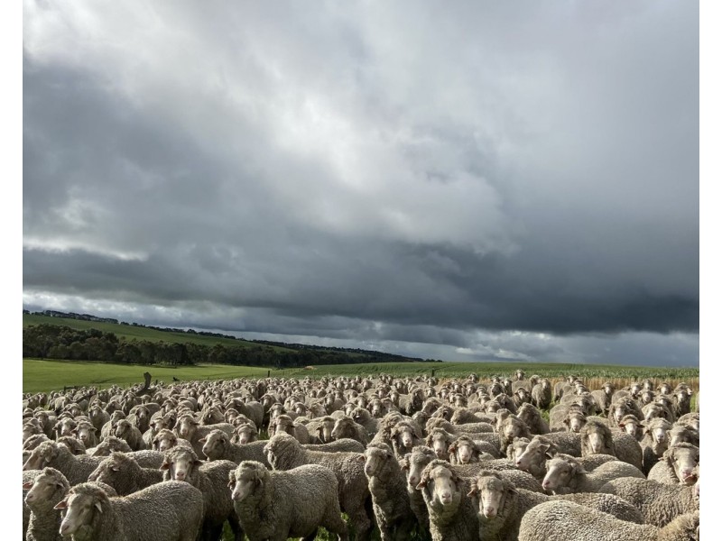 - Narrapumelap Road, Wickliffe VIC 3379