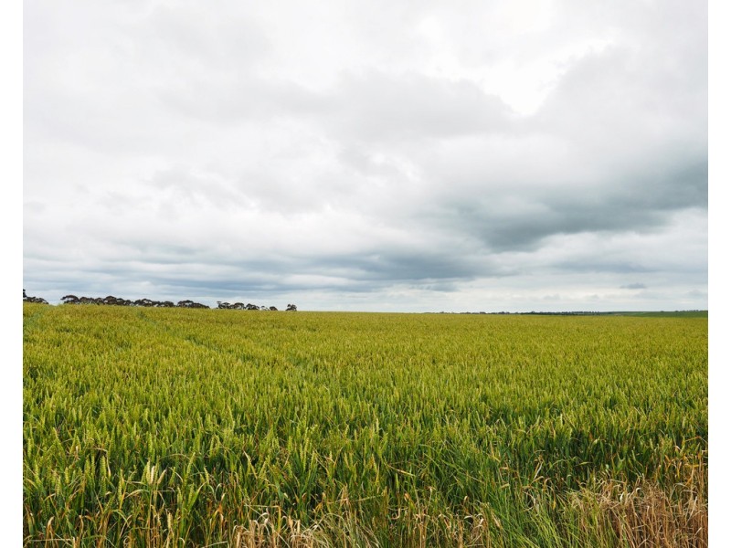 - Narrapumelap Road, Wickliffe VIC 3379