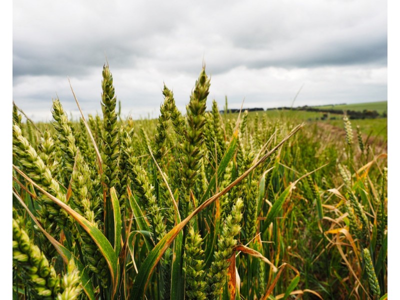 - Narrapumelap Road, Wickliffe VIC 3379