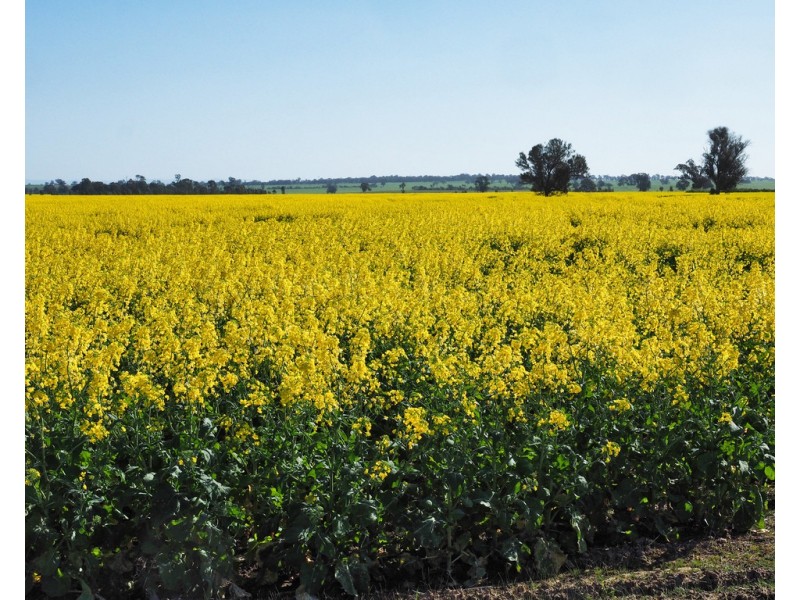 0 Stawell – Avoca Road, Greens Creek VIC 3387