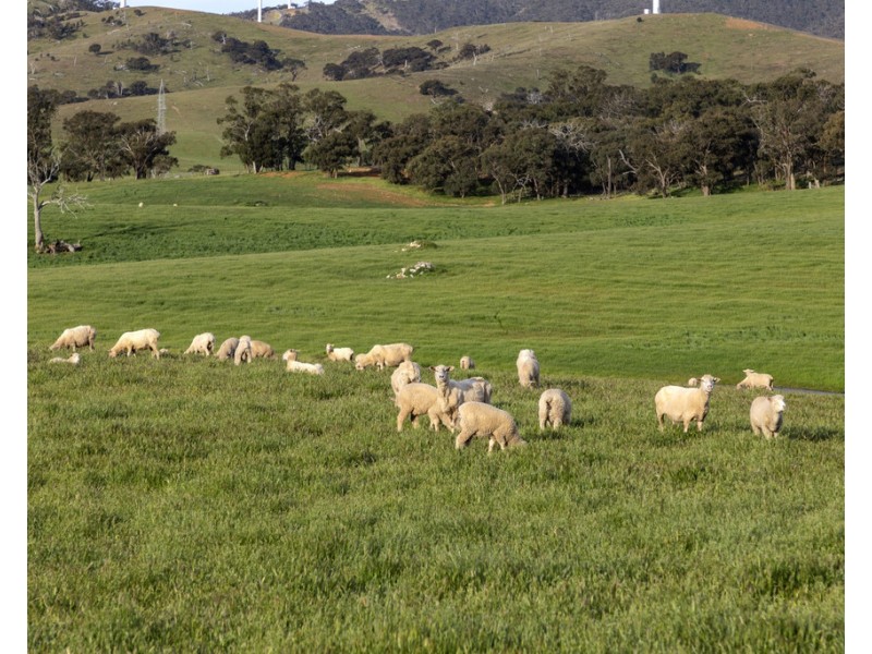 ‘ Glendhu Valley’ Glendhu Road, Crowlands VIC 3377