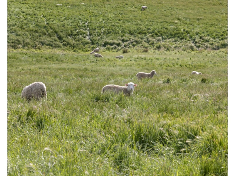 ‘ Glendhu Valley’ Glendhu Road, Crowlands VIC 3377