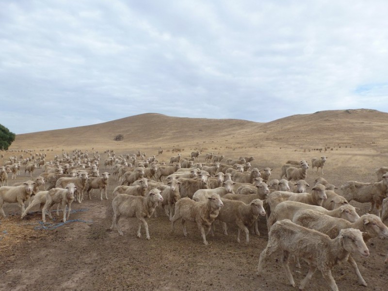 0 Cnr Stawell Joel Rd and Gibson Lane, Joel South VIC 3381