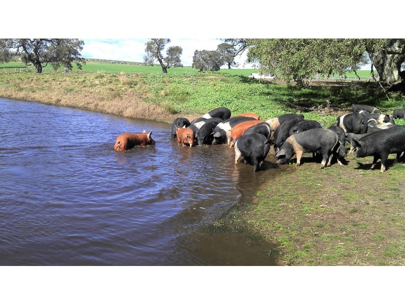 873 Willaura-Wickliffe Road, Willaura VIC 3379