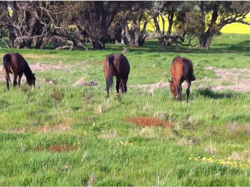 0 Burrumbeep Road, Maroona VIC 3377