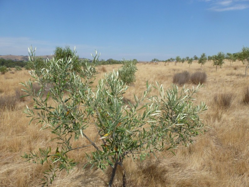 59 Forestry Road, Landsborough VIC 3384