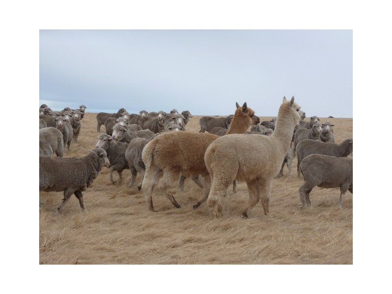 0 Christies Lane, Wickliffe VIC 3379