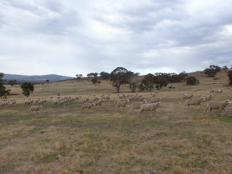 0 Government Road, Elmhurst VIC 3469