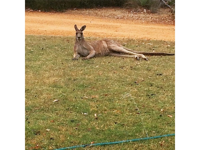 39 Wildflower Drive, Pomonal VIC 3381