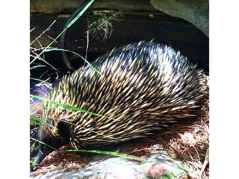 39 Wildflower Drive, Pomonal VIC 3381