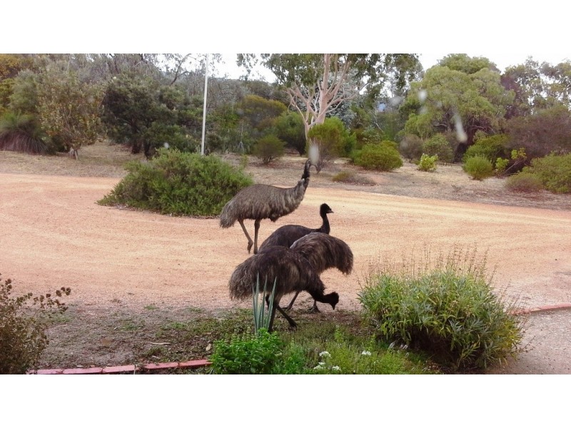 39 Wildflower Drive, Pomonal VIC 3381