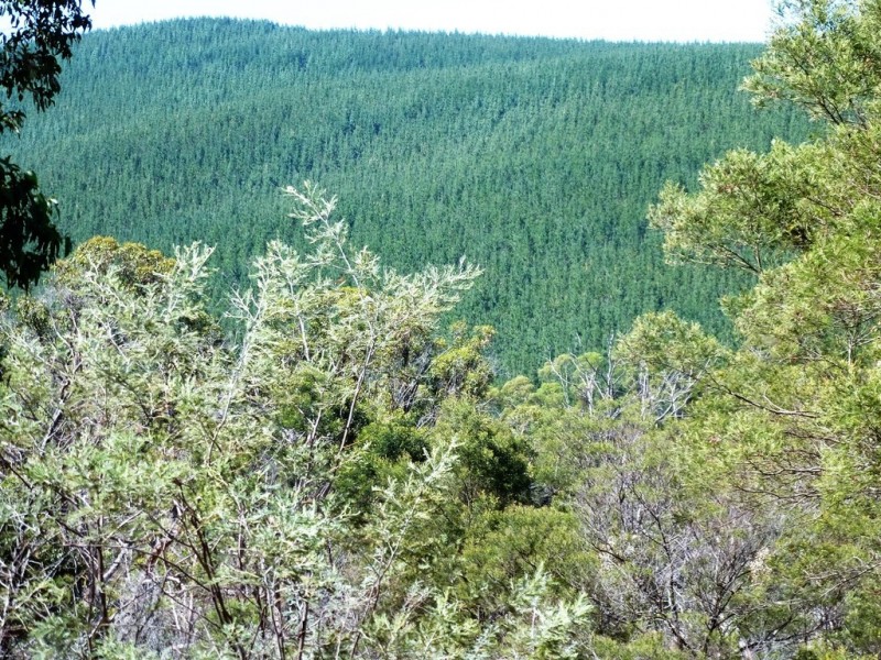 27 Efour Road, Raglan VIC 3373