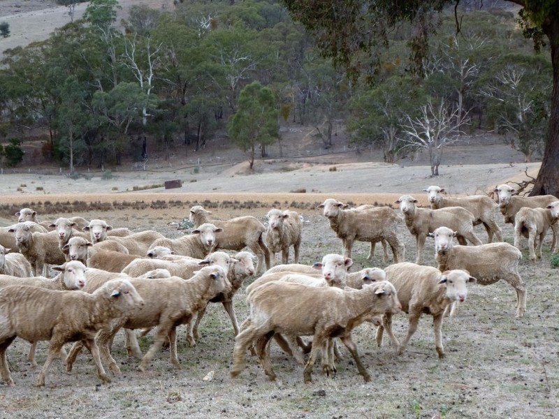 0 Landsborough Elmhurst Road, Landsborough VIC 3384