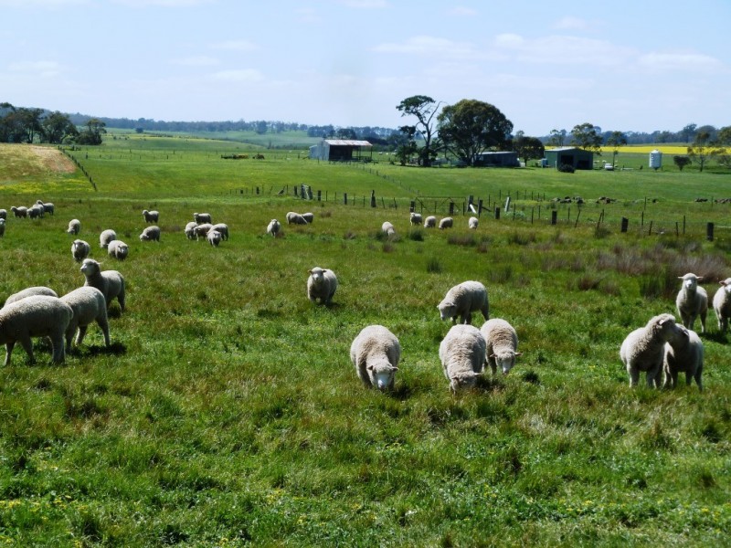 Lot 16 Racecourse Road, Cape Clear VIC 3351