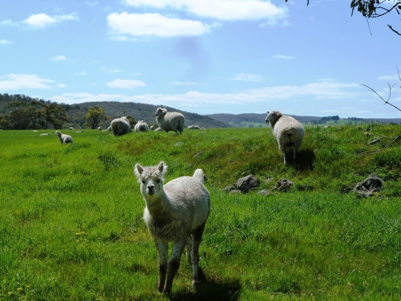 Lot 16 Racecourse Road, Cape Clear VIC 3351