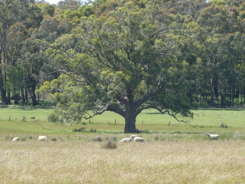 CA’s 3A and3C Cnr Yankee Flat Rd and McCarthys Rd, Navigators VIC 3352