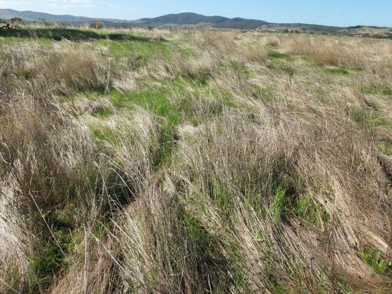 113 Mt Lonarch Road, Mount Lonarch VIC 3468