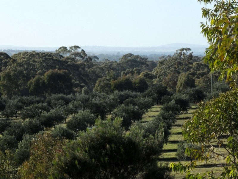 42 Wild Grape Road, Redbank VIC 3477