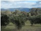 CA 24 Olive Grove Road, Avoca VIC 3467