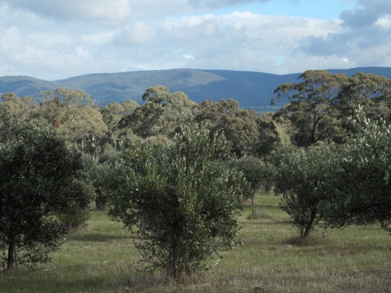 CA 24 Olive Grove Road, Avoca VIC 3467