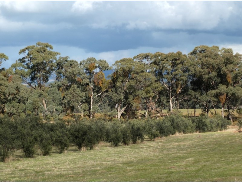 CA 24 Olive Grove Road, Avoca VIC 3467