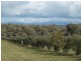 CA 24 Olive Grove Road, Avoca VIC 3467