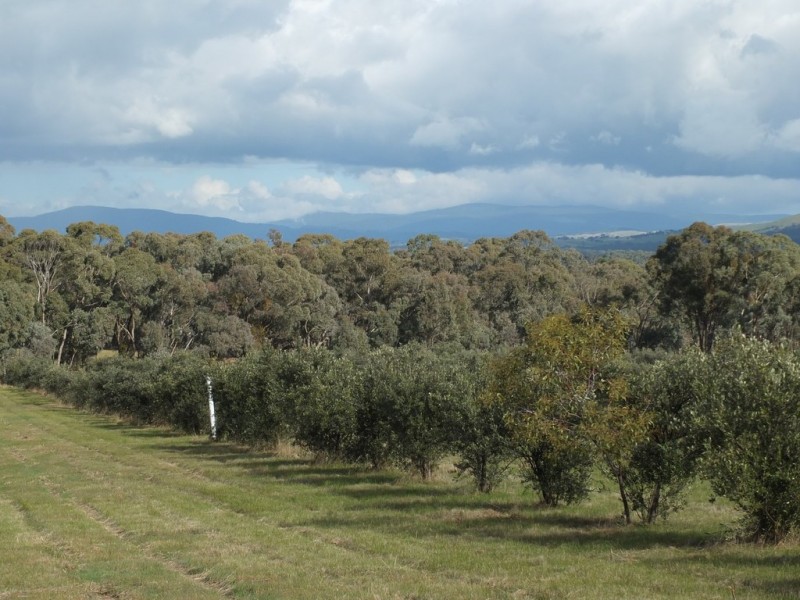 CA 24 Olive Grove Road, Avoca VIC 3467