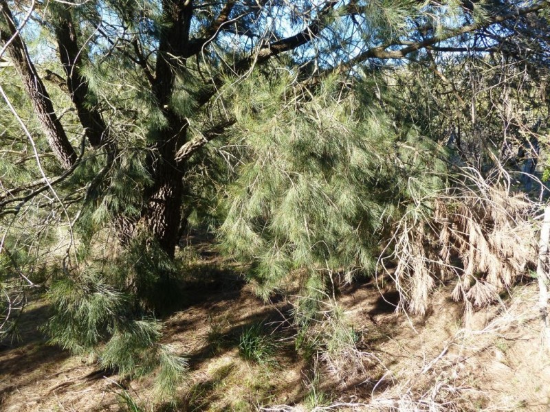 CA 28 Francis Lane, Linton VIC 3360