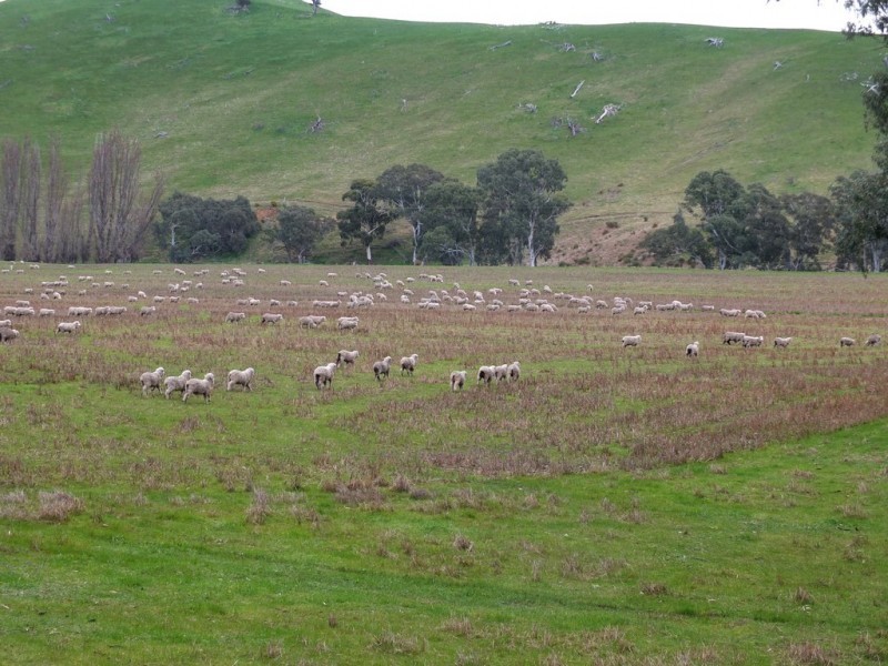 CA 8D1 Elmhurst-Glenpatrick Rd, Glenpatrick VIC 3469