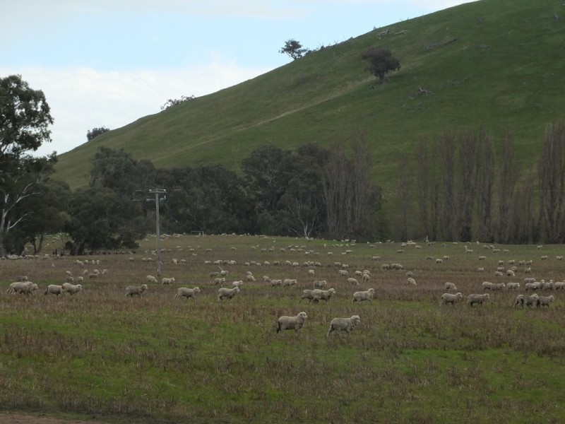 CA 8D1 Elmhurst-Glenpatrick Rd, Glenpatrick VIC 3469