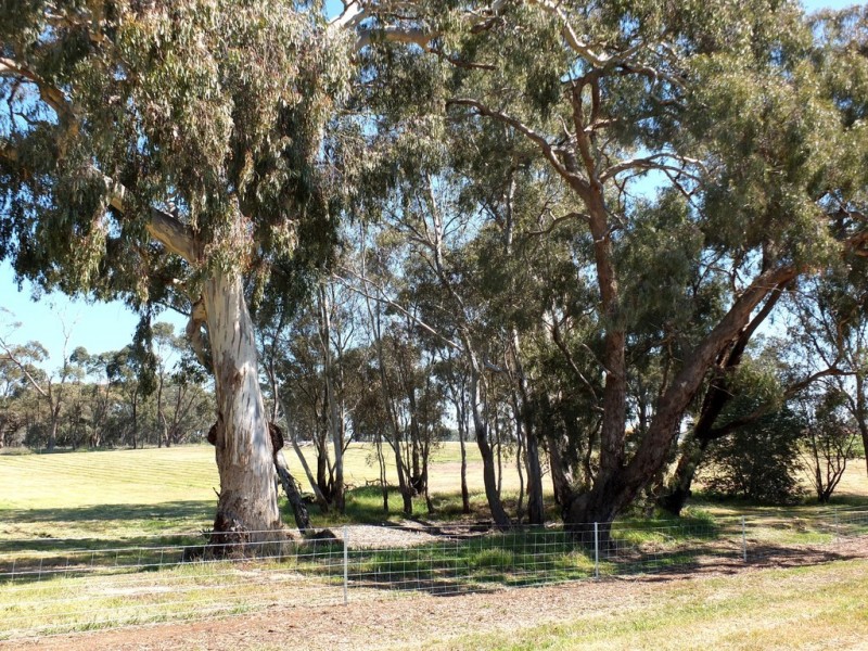 99 Orme Street, Avoca VIC 3467