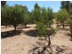 24 Marshall Lane, Barkly VIC 3384