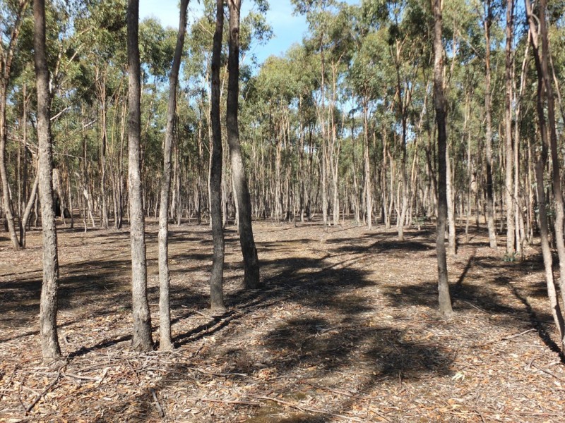 72 Breadys Lane, Amphitheatre VIC 3468