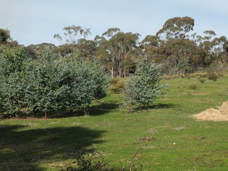 71 North Street, Avoca VIC 3467