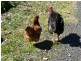 2174 Midland Highway, Springmount VIC 3364