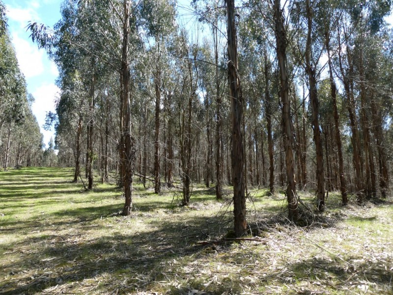 583 Eurambeen-Streatham Rd, Beaufort VIC 3373