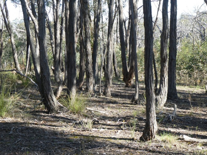 Lot 5 Paynes Bridge Road, Dereel VIC 3352