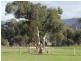 TP15956 Part 3 Dawsons Road, Avoca VIC 3467