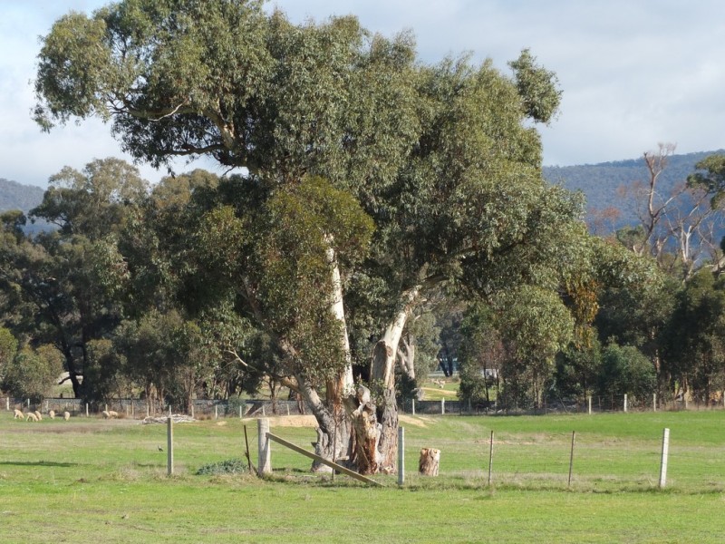 TP15956 Part 3 Dawsons Road, Avoca VIC 3467