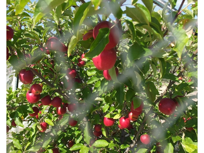 245 Puntons Road, Percydale VIC 3478