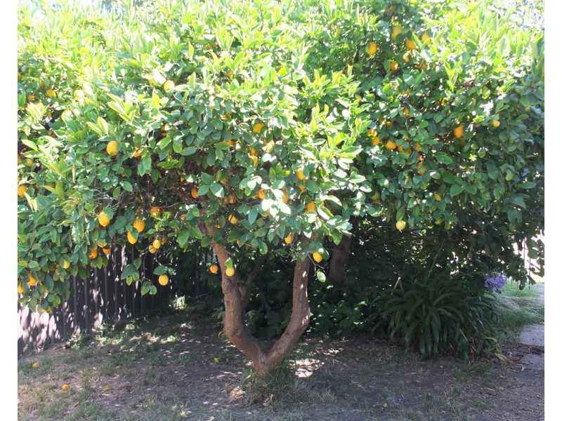 24 North St, Avoca VIC 3467