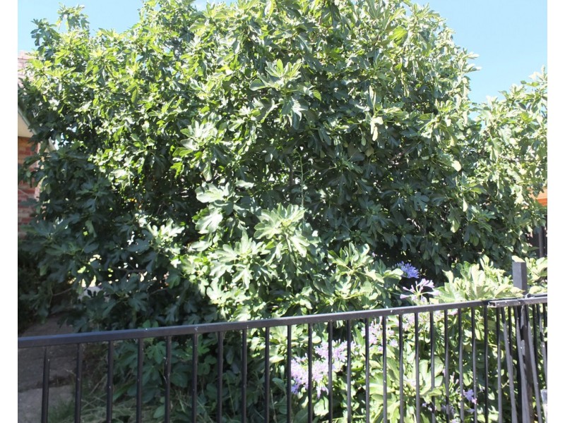 24 North St, Avoca VIC 3467