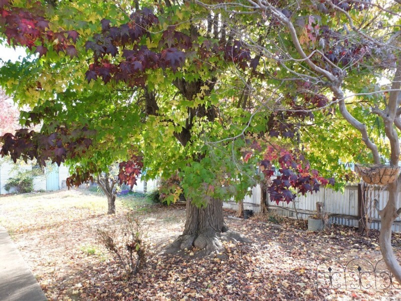 67 High Street, Avoca VIC 3467