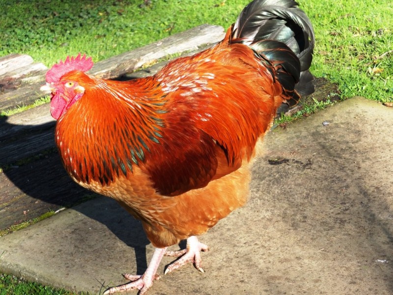 251 Dawsons Road, Avoca VIC 3467