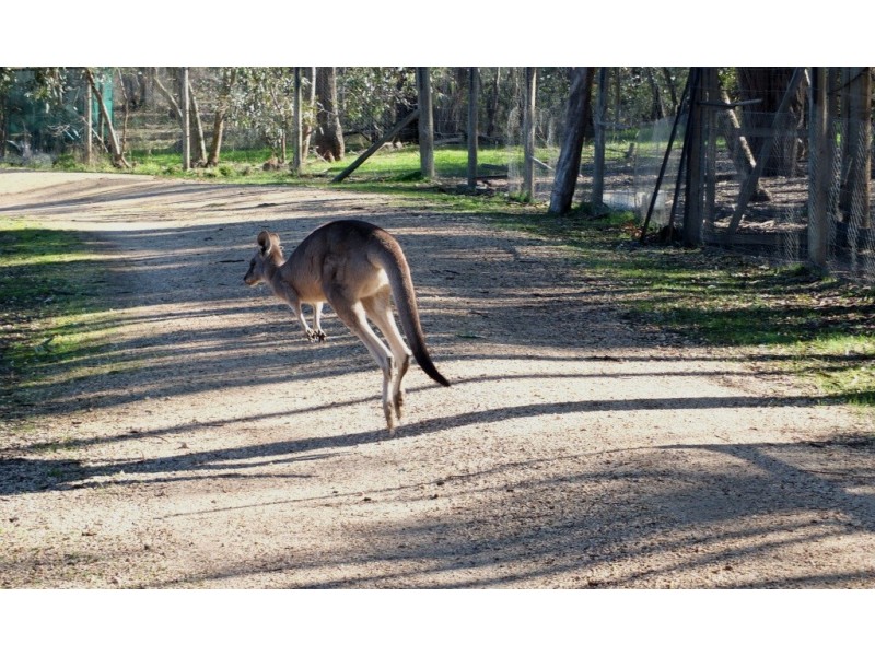251 Dawsons Road, Avoca VIC 3467