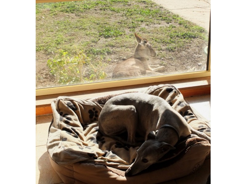 251 Dawsons Road, Avoca VIC 3467