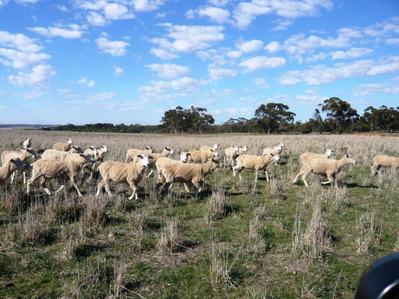 - Geelong Road, Ballyrogan VIC 3375