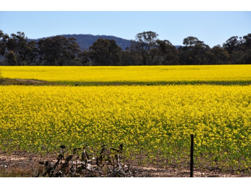 CA 109 Sunraysia Highway, Avoca VIC 3467