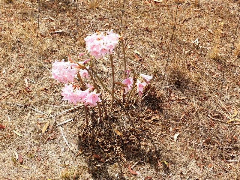 91 Greens Lane, Moonambel VIC 3478