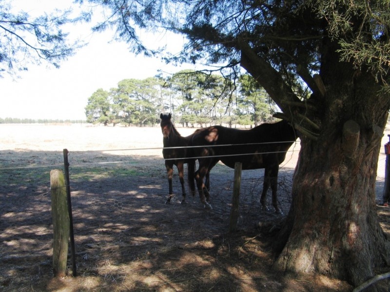 459 Mount Emu Creek Road, Langi Kal Kal VIC 3373